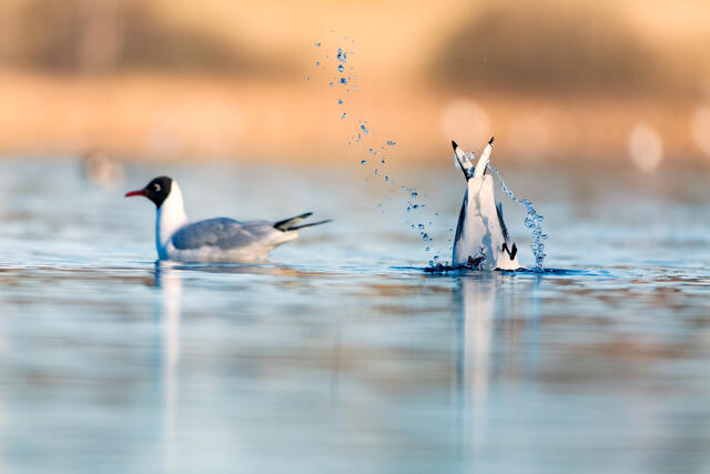 Foto: Otto L. Motzke